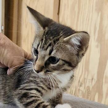 Domestic Short Hair Cats Available for Adoption in Denison, Texas - Chance | PetCurious