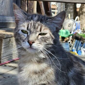 Cosette -  Domestic Short Hair Cat for Adoption in Lakewood, Colorado - Cosette | PetCurious