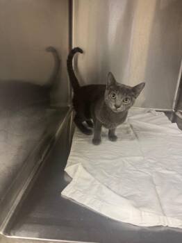 Shadow -  Domestic Short Hair Cat for Adoption in Sorrento, Louisiana - Shadow | PetCurious