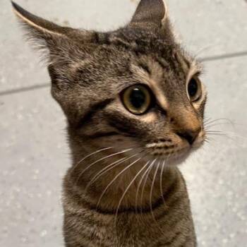 Domestic Short Hair Cats Available for Adoption in Camarillo, California - Marina | PetCurious