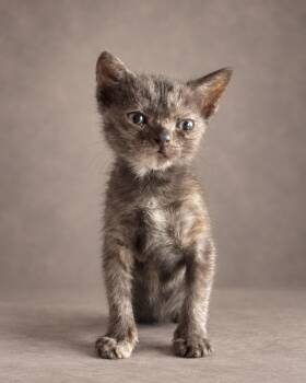 Vida -  Tortoiseshell Cat for Adoption in Miami, Florida - Vida | PetCurious