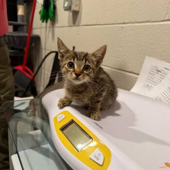 Sweet. T -  Domestic Short Hair Cat for Adoption in Smithville, Tennessee - Sweet. T | PetCurious