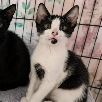 Keegan -  Domestic Short Hair Cat for Adoption in Gun Barrel City, Texas - Keegan | PetCurious