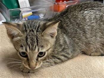 GWEN -  Domestic Short Hair Cat for Adoption in Baytown, Texas - GWEN | PetCurious