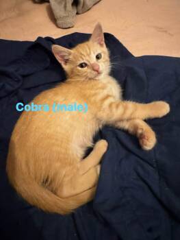 Cobra -  Domestic Short Hair Cat for Adoption in Cowlesville, New York - Cobra | PetCurious