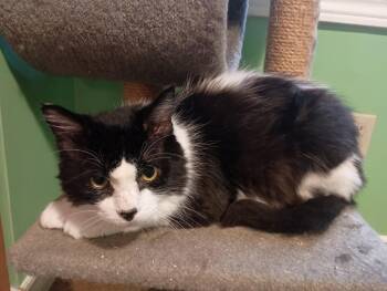 Wave -  Domestic Medium Hair Cat for Adoption in Georgina, Ontario - Wave | PetCurious
