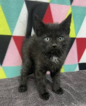 Domestic Short Hair Cats Available for Adoption in Sullivan, Indiana - Izzy 6 | PetCurious