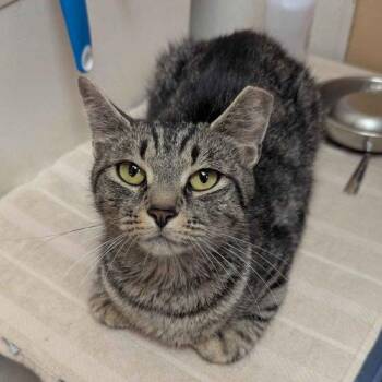 Foxi -  Domestic Short Hair Cat for Adoption in Seven Valleys, Pennsylvania - Foxi | PetCurious