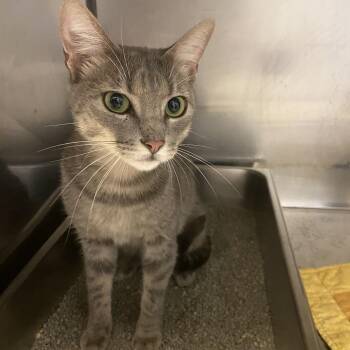Claire -  Domestic Short Hair Cat for Adoption in Monroe, Louisiana - Claire | PetCurious