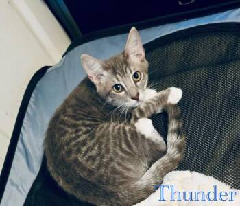 Thunder -  Tabby Cat for Adoption in Tampa, Florida - Thunder | PetCurious