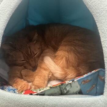 Vallee CI 16 -  Domestic Short Hair Cat for Adoption in Union, Missouri - Vallee CI 16 | PetCurious