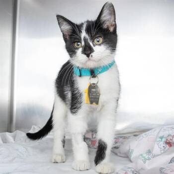 TRISTANA -  Domestic Short Hair Cat for Adoption in St. Louis, Missouri - TRISTANA | PetCurious