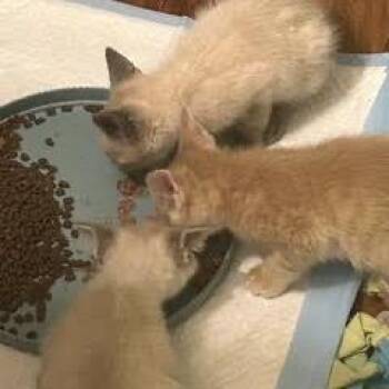 Graham Cracker -  Siamese Cat for Adoption in Madison, Wisconsin - Graham Cracker | PetCurious