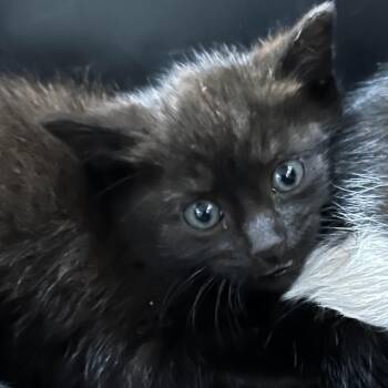 Domestic Short Hair Cats Available for Adoption in Newark, New Jersey - Wilson-Stray-46246 | PetCurious