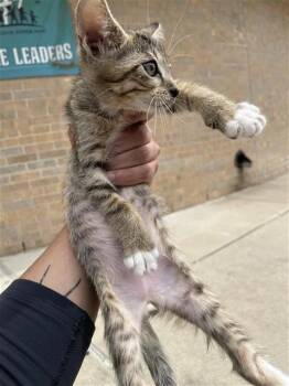 A661315 -  Domestic Short Hair Cat for Adoption in Houston, Texas - A661315 | PetCurious