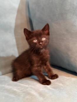 Domestic Short Hair Cats Available for Adoption in Houston, Texas - Elon | PetCurious