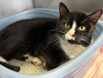 Domestic Short Hair Cats Available for Adoption in Syracuse, Indiana - Rolex | PetCurious