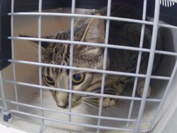 A1265910 -  Domestic Short Hair Cat for Adoption in Charlotte, North Carolina - A1265910 | PetCurious