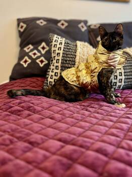 Linda -  Domestic Short Hair Cat for Adoption in Houston, Texas - Linda | PetCurious