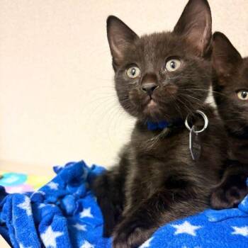 JET -  Domestic Short Hair Cat for Adoption in Aurora, Colorado - JET | PetCurious
