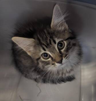 Nebula -  Domestic Medium Hair Cat for Adoption in Logan, Utah - Nebula | PetCurious
