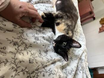 Celeste -  Domestic Short Hair Cat for Adoption in Philadelphia, Pennsylvania - Celeste | PetCurious
