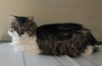 Toby -  Maine Coon and Domestic Long Hair Cat for Adoption in Hamilton, Ontario - Toby | PetCurious