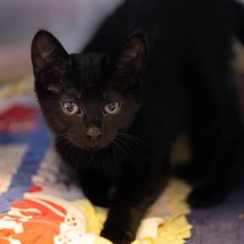 Merry -  Domestic Short Hair Cat Available for Adoption in Wilmington, Delaware - Merry | PetCurious