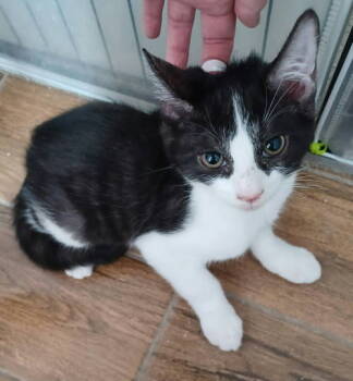 Rescue Domestic Short Hair Cats for Adoption in West Palm Beach, Florida - Veronica | PetCurious