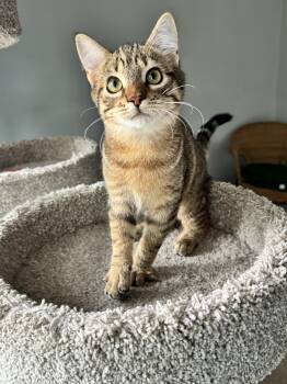Kisa -  Domestic Short Hair Cat for Adoption in Maple Valley, Washington - Kisa | PetCurious