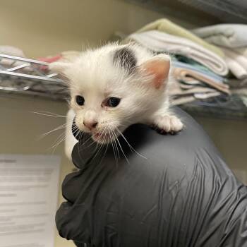 Parsley -  Domestic Medium Hair Cat for Adoption in Pasadena, California - Parsley | PetCurious