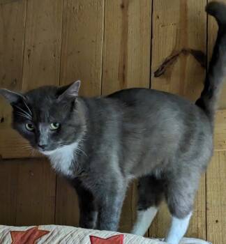 Rescue Domestic Short Hair Cats for Adoption in Dalton, Georgia - JJ | PetCurious