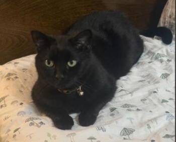 Salem -  Domestic Short Hair Cat Available for Adoption in Fairfax, Virginia - Salem | PetCurious