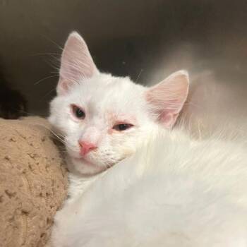 Salado -  Domestic Short Hair Cat for Adoption in Los Angeles, California - Salado | PetCurious