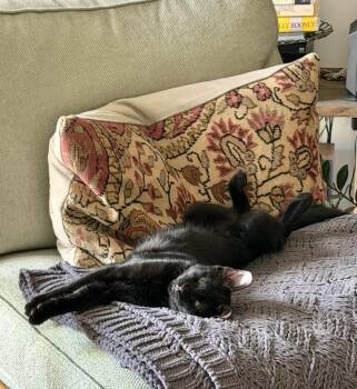 Levee -  Domestic Short Hair Cat for Adoption in New Orleans, Louisiana - Levee | PetCurious