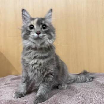 Flower -  Domestic Long Hair Cat for Adoption in Brentwood, Missouri - Flower | PetCurious