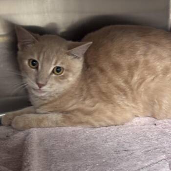 Creamer -  Domestic Short Hair Cat for Adoption in Ottawa, Kansas - Creamer | PetCurious