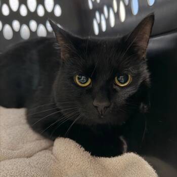 Picasso -  Domestic Short Hair Cat for Adoption in Dekalb, Illinois - Picasso | PetCurious