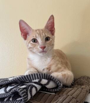 Rescue Domestic Short Hair Cats for Adoption in Hampton, Virginia - Cordy | PetCurious