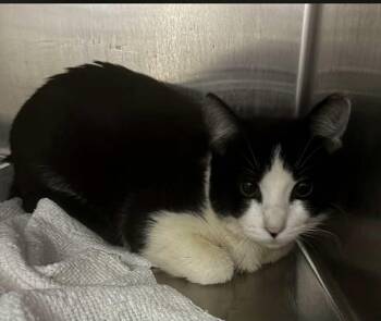 Rescue Domestic Short Hair Cats for Adoption - Oreo | PetCurious