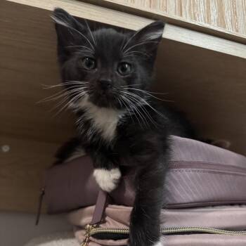 Murphy -  Domestic Short Hair Cat for Adoption in Fairfax Station, Virginia - Murphy | PetCurious