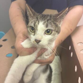 Domestic Short Hair Cats Available for Adoption - Meerkat | PetCurious