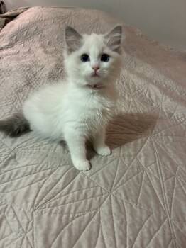 Sierra  -  Ragdoll Cat for Sale in Los Angeles, California - Sierra  | PetCurious