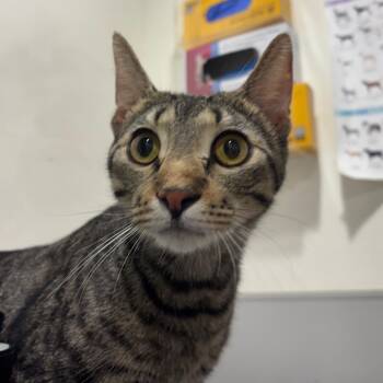 Asher -  Domestic Short Hair Cat for Adoption in Tampa, Florida - Asher | PetCurious