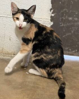 Sissy and her kittens -  Calico Cat for Adoption in Vicksburg, Mississippi - Sissy And Her Kittens | PetCurious
