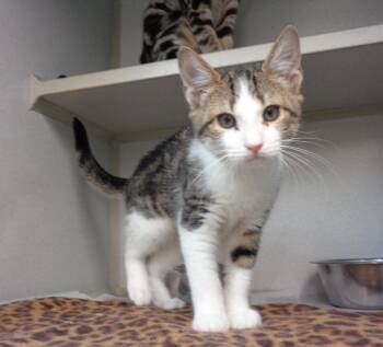 JOE DIMAGGIO -  Tabby Cat for Adoption in Delhi, New York - JOE DIMAGGIO | PetCurious