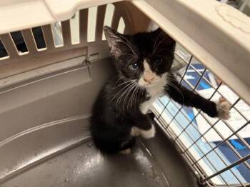 GAZELLE -  Domestic Medium Hair Cat for Adoption in Ontario, California - GAZELLE | PetCurious