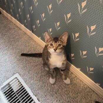 Rescue Domestic Short Hair Cats for Adoption in Abbotsford, British Columbia - Ramandu | PetCurious