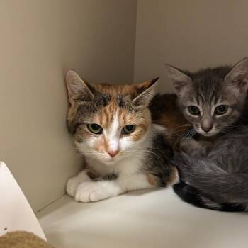 Cutie -  Domestic Short Hair Cat for Adoption in Fairport, New York - Cutie | PetCurious
