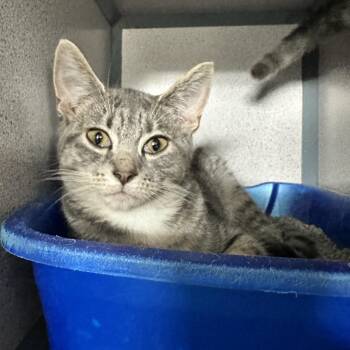 Ginny -  Domestic Short Hair Cat for Adoption in Evansville, Indiana - Ginny | PetCurious